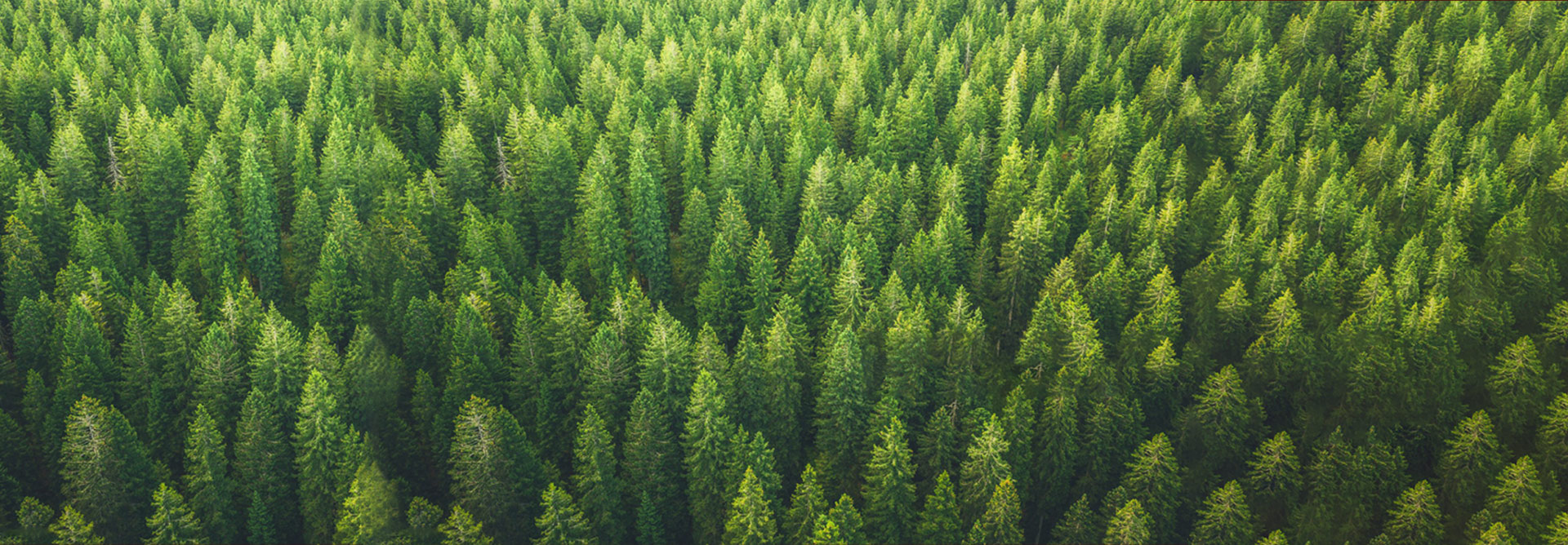 Huippuluokan mukautetut huonekalut